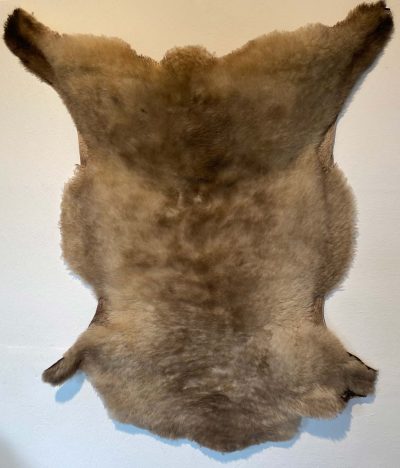 Fell vom Ostfrieslandschaf