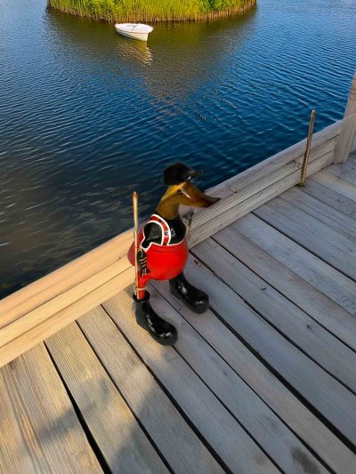 Angler Ente