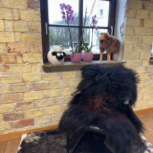 Fell vom Islandschaf