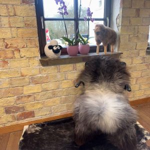 Multi Color Schaffell